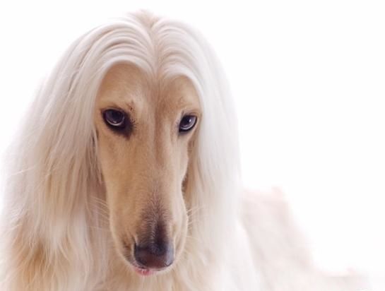 阿富汗猎犬为什么禁养?饲养有风险需谨慎