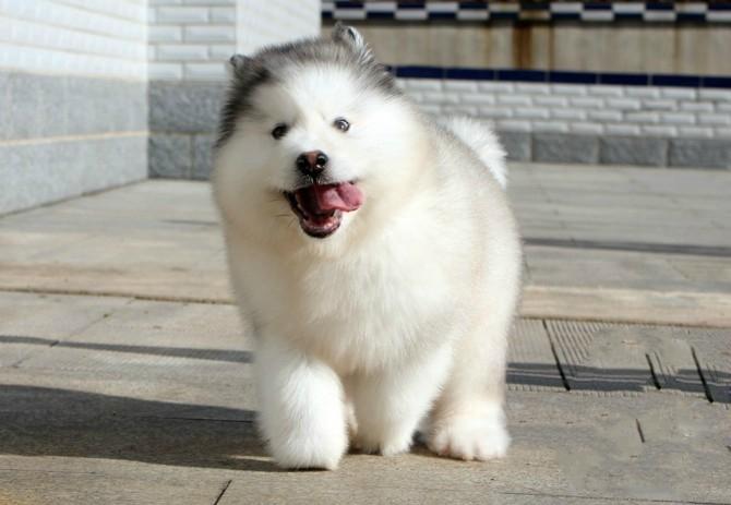 阿拉斯加幼犬吃什么狗粮好,阿拉斯加狗粮选择
