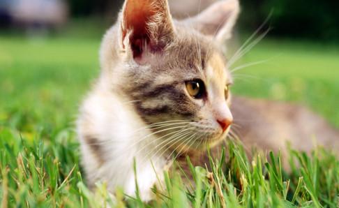 被猫抓伤出血要打针吗?视情况而定,不可大意