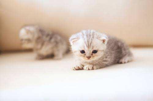 幼猫吃什么猫粮好？满足这些要求就行了