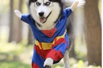 母狗会来月经吗 这些你都才知道吗?