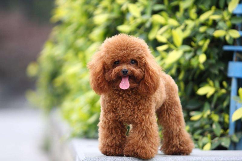 贵宾犬聪明表现在哪方面?这些方面都会看得出来