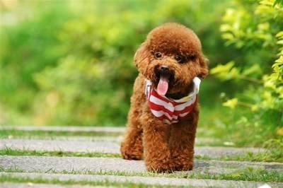 贵宾犬肚子有虫怎么回事?有些问题并不是我们想的那样