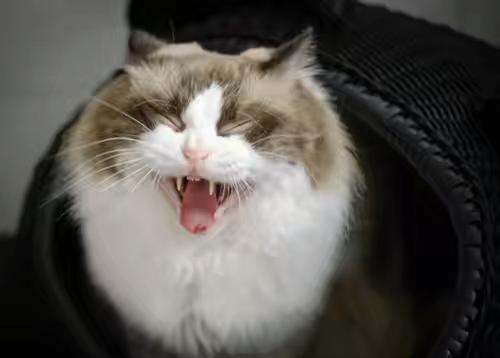 猫智商相当于人几岁?不会有想的那么聪明