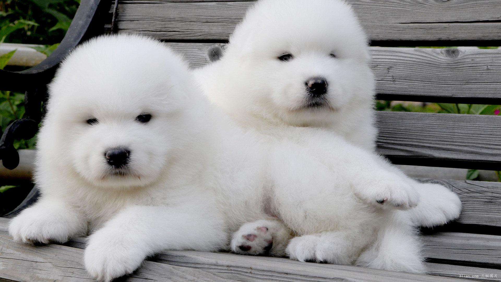 萨摩耶吃什么好，教你几种DIY营养食材