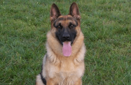 德国牧羊犬咬主人吗？别怀疑它们的忠诚度