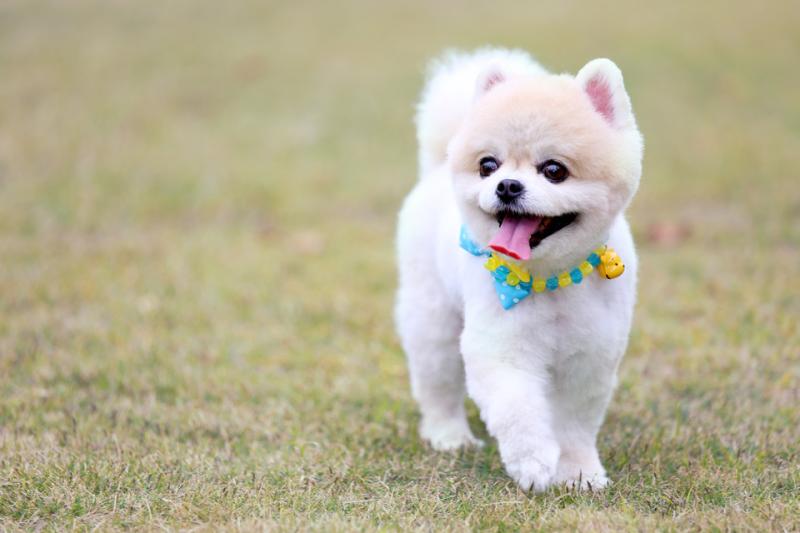 被狗狗抓伤怎么办?一些紧急应对措施