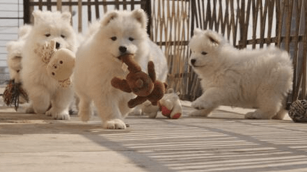 狗场的狗能买吗,买前先补充知识