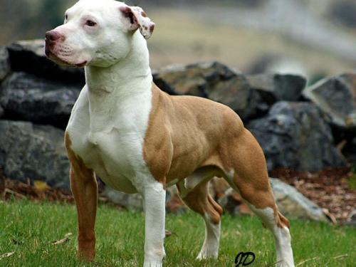 如何训练比特犬?松是害严才是爱!