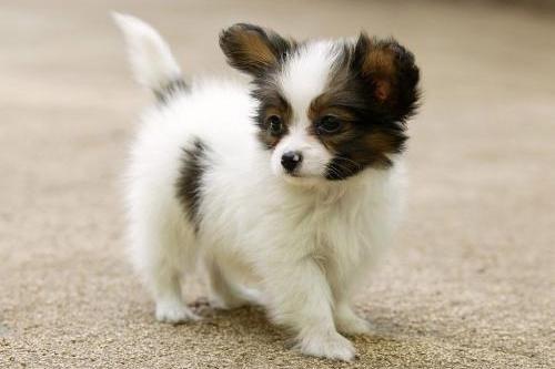 蝴蝶犬不能吃的食物有哪些?这些食物最好不要碰