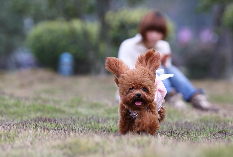 贵宾犬的训练方法,必备简单易学的方法