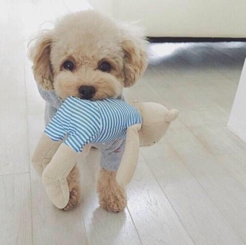 泰迪犬睡觉流口水什么原因?你可以这样来排查