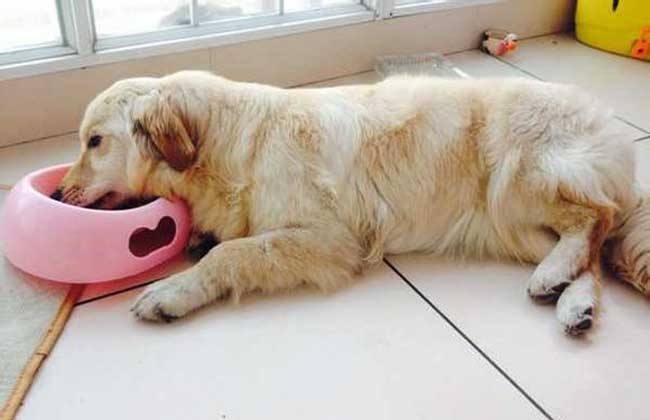 犬瘟热传染人吗? 看完本文就全明白了