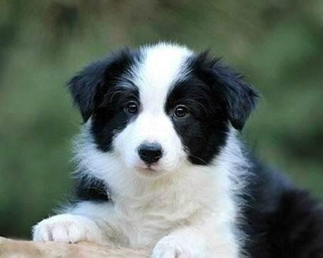 边牧幼犬吃什么狗粮好?选对口味很重要