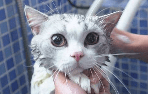 猫藓会自愈吗?特定的情况下需要时间