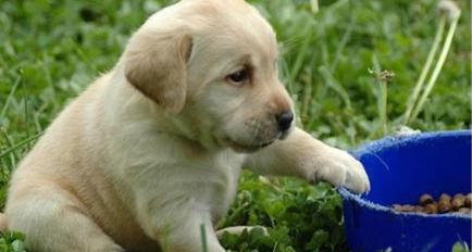 怎样训练拉布拉多犬?详细训练教程讲解