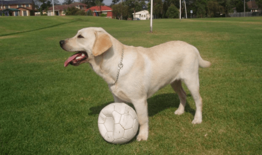 半岁拉布拉多怎么训练，注意好这几点就行了
