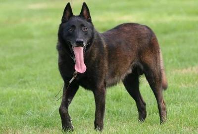 成年马犬怎么训练?常规的方法都是这样的