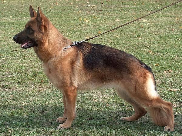 德国牧羊犬怎么训练?大多数是这样训的