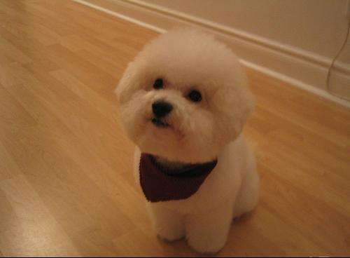 比熊犬能长多大？这样养才是正确的方法