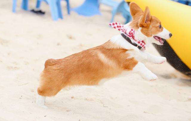 如何挑选柯基幼犬? 学会这些技巧超实用