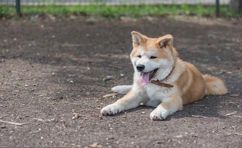 柴犬掉毛厉害吗?是狗都掉毛
