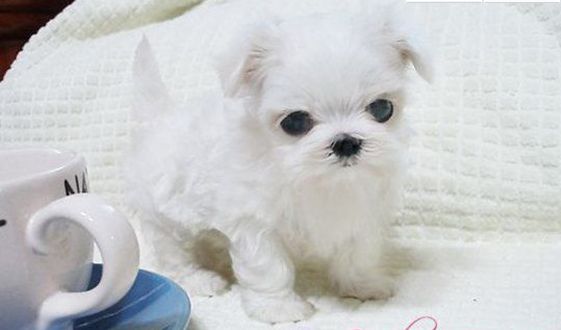 博美茶杯犬价格,看完吓一跳