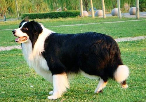 边境牧羊犬拉肚子怎么办?不要慌先查看原因