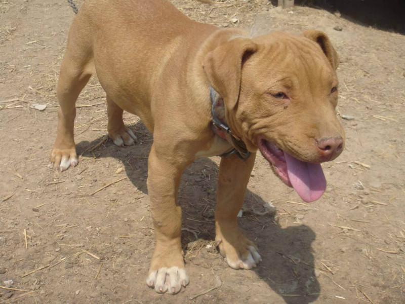 比特犬几个月长得快？一般情况就是这几个月