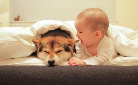 家养狗有狂犬病吗？先了解一下该病的情况