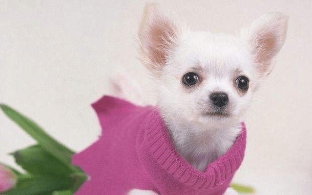 吉娃娃衣服怎么做？伺候好它不容易