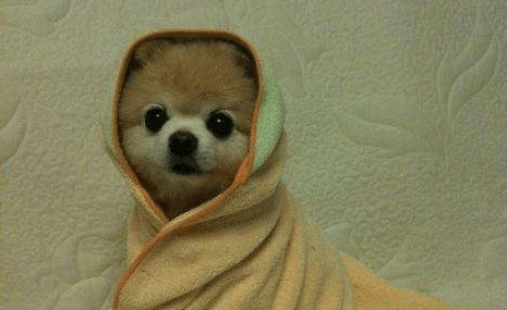 博美犬吃什么好,看完本文轻松养好它