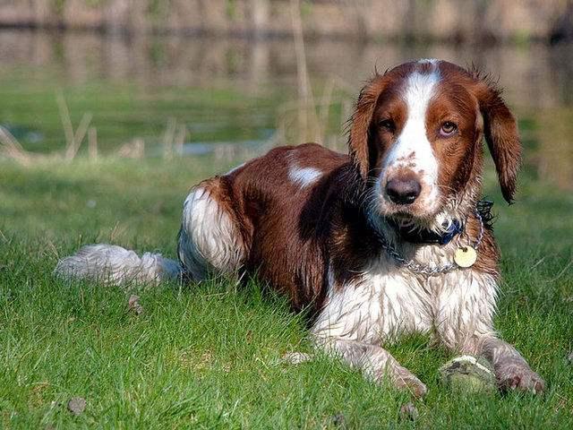 黑色史宾格犬好吗?实际上与颜色无关