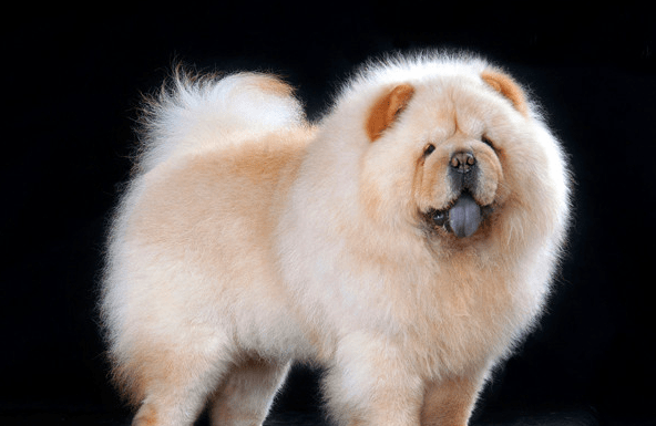 松狮犬能长多大,真相竟然是这样的