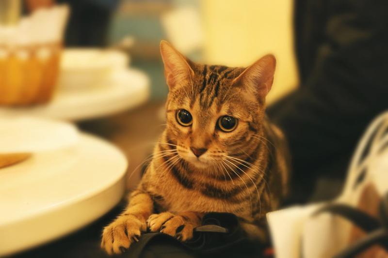 猫咬人怎么办?这个需要严加管教