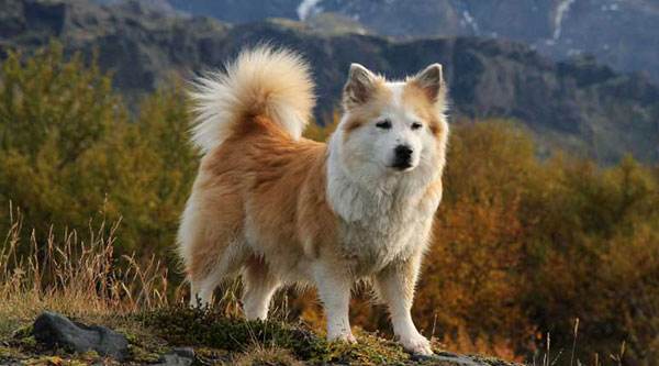 牧羊犬吃什么毛色好?一般来说吃这些