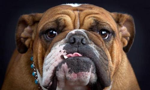 斗牛犬可以长多大?这就是它的上限