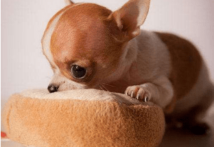 吉娃娃怎么训练大小便,按照方法一步步来