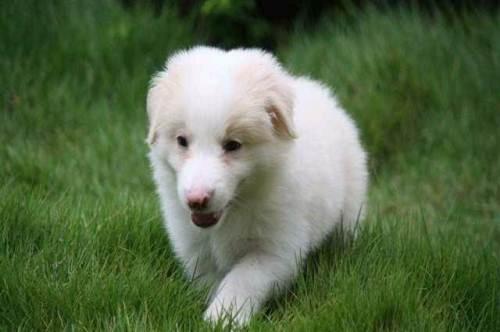 边境牧羊犬吃什么?看完做一名合格的边牧主人