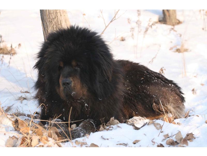 老虎和藏獒哪个厉害？这是老虎被黑的最惨一次