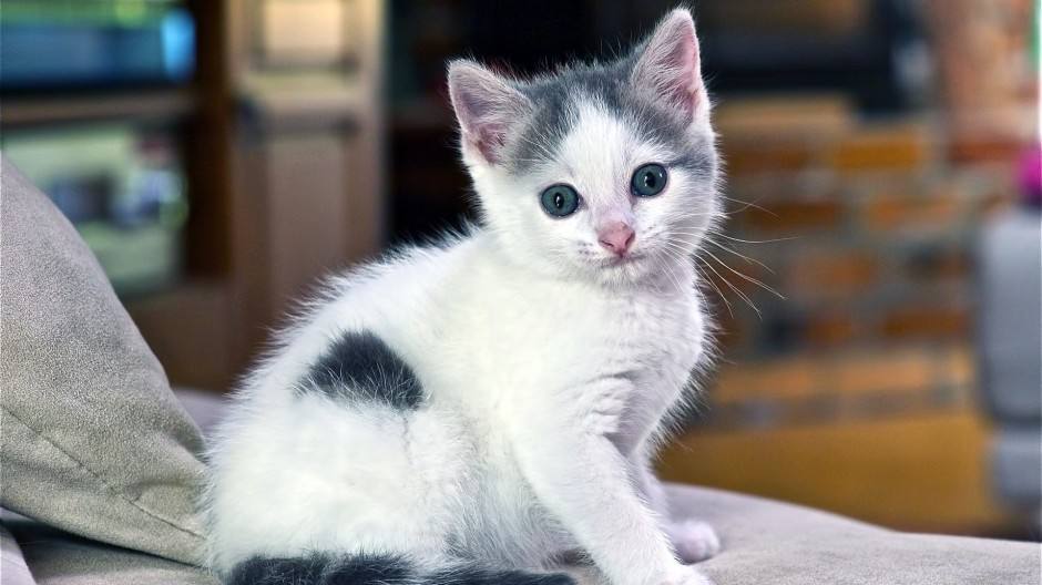 宠物名字大全，原来名字还可以这样起