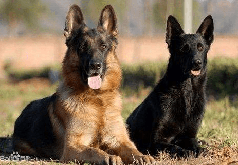 东德牧羊犬有什么缺点,这一点就足以!