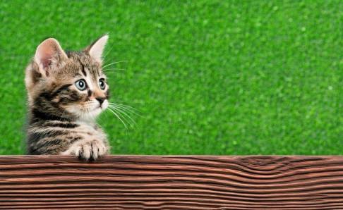 猫能不能喝牛奶？取决于它是否有乳糖不耐症