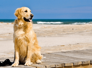 金毛犬不能吃什么?不能吃的坚决不能给