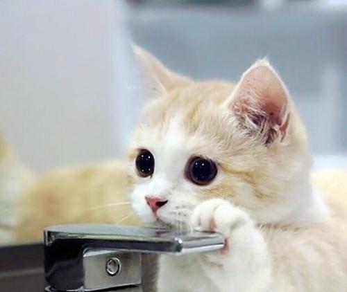 猫可以喝酸奶吗?看是否有乳糖不耐症