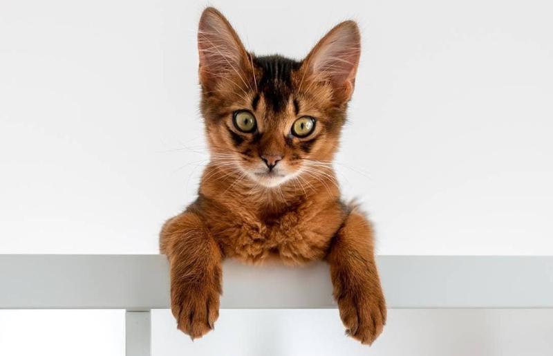 猫癣会传染人吗?早知道早预防