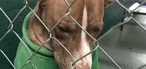 不想养狗了怎么处理,这些办法帮你减轻负担