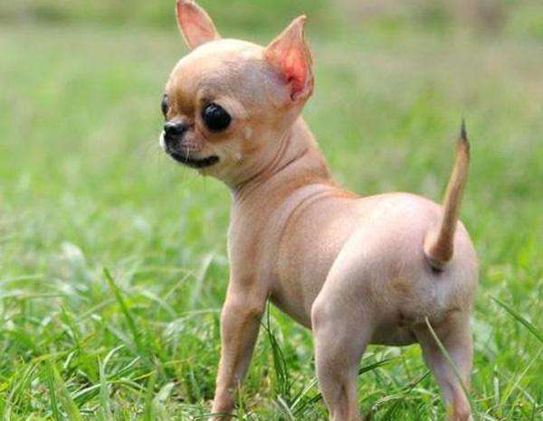 吉娃娃成年多少斤?小巧如外星来客