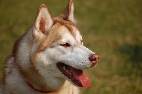 狗腿断了能自己长好吗?也要看具体情况