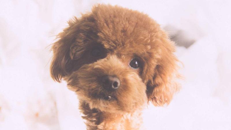 贵宾犬掉毛厉害吗?日常的护理很重要